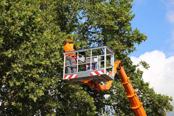 Best Emergency Tree Removal  in Xtang, PA